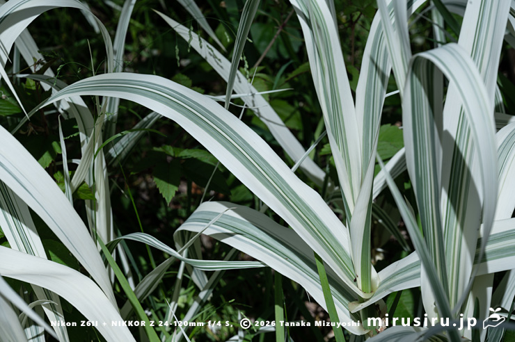 ダンチク（セイヨウダンチク）の葉　鎌倉市・大船フラワーセンター　2025/05/04