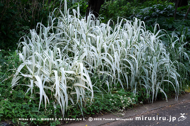 切り戻しで斑がひときわ美しく表れたダンチク（セイヨウダンチク）　鎌倉市・大船フラワーセンター　2025/05/19