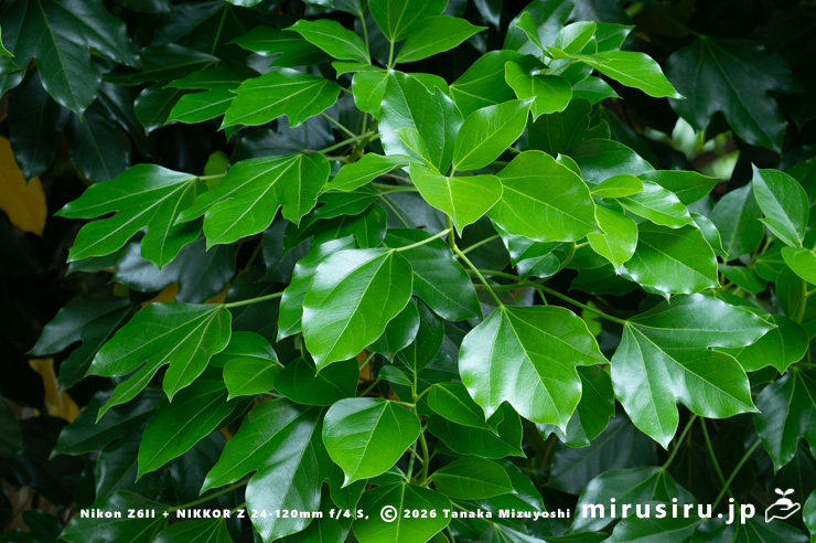カクレミノの新緑　鎌倉市・大船フラワーセンター　2025/05/23