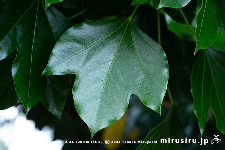 カクレミノの葉　鎌倉市・大船フラワーセンター　2025/05/25