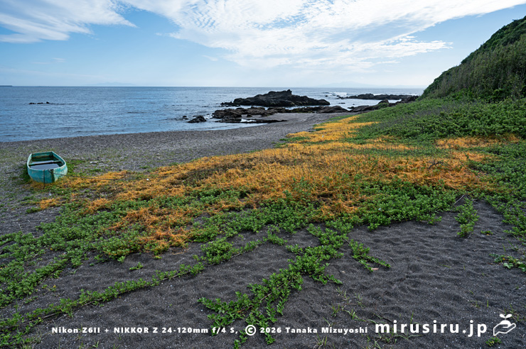 ハマゴウに寄生したアメリカネナシカズラ 横須賀市・和田長浜海岸 2025/06/04