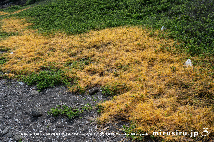 ハマゴウに寄生したアメリカネナシカズラ 横須賀市・和田長浜海岸 2025/06/04