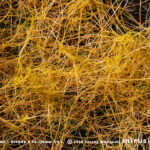 アメリカネナシカズラ