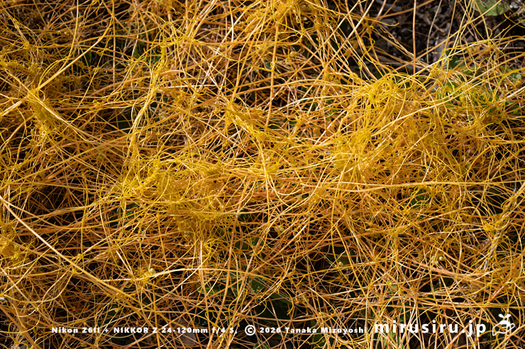 ハマゴウに寄生したアメリカネナシカズラ 横須賀市・和田長浜海岸 2025/06/04