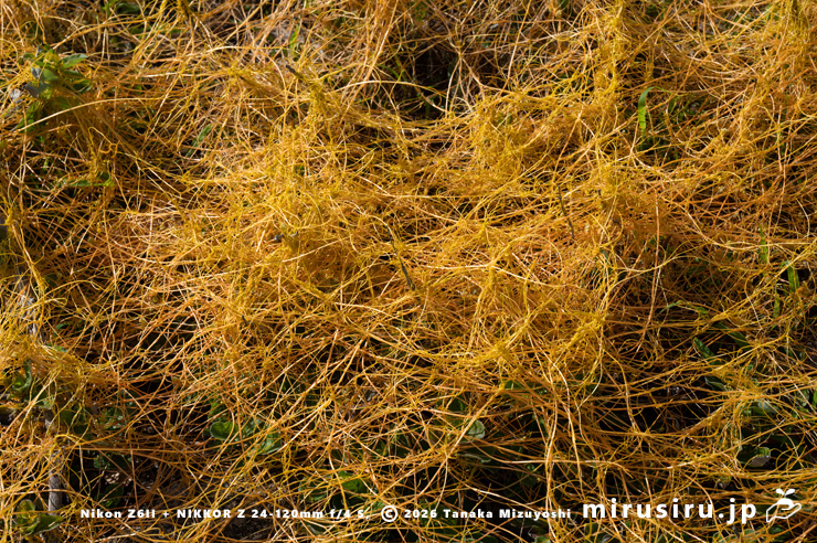 ハマゴウに寄生したアメリカネナシカズラ 横須賀市・和田長浜海岸 2025/06/04