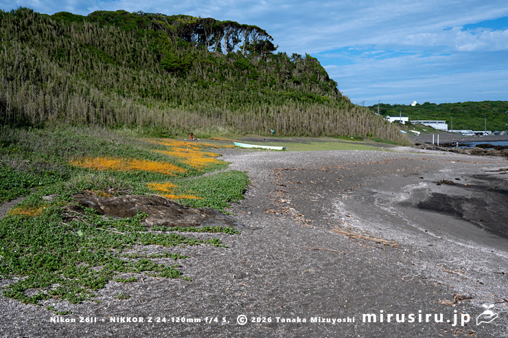 ハマゴウに寄生したアメリカネナシカズラ 横須賀市・和田長浜海岸 2025/06/04