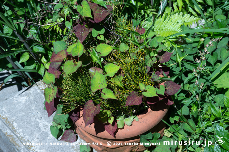 マツバランの鉢植え　横須賀市・馬堀自然教育園　2025/06/17