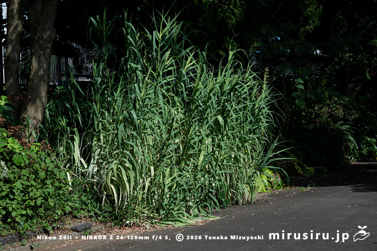 斑が抜けてきたダンチク（セイヨウダンチク）　鎌倉市・大船フラワーセンター　2025/07/22