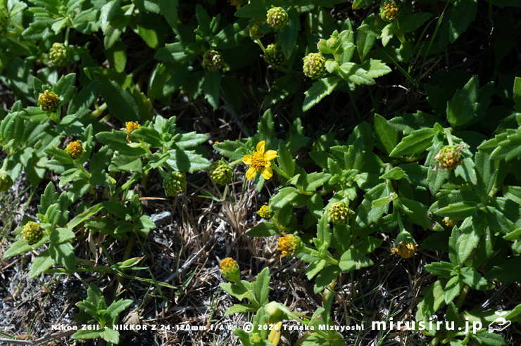 開花中のネコノシタ　横須賀市・天神島臨海自然教育園　2025/07/29