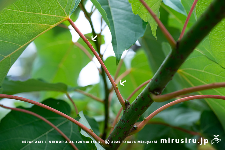 イイギリの葉柄の二ヶ所にある二対の蜜腺（白色矢印）　東京都小平市・東京都薬用植物園　2025/07/31