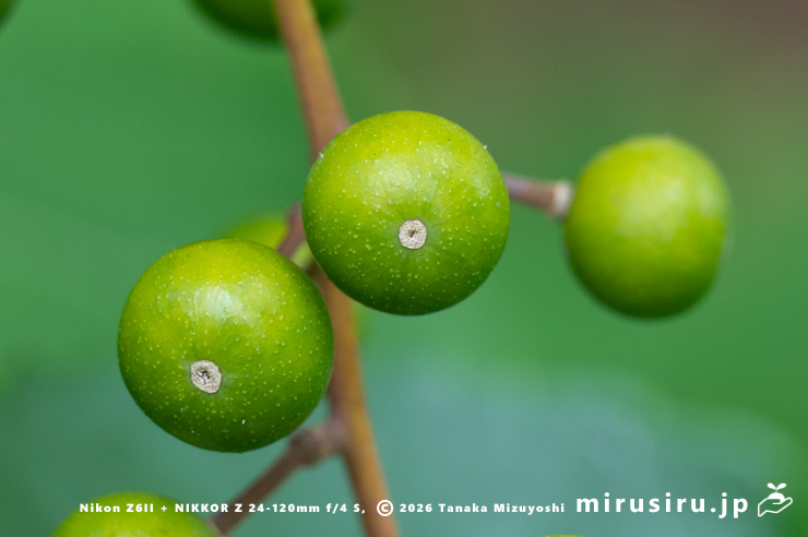 イイギリの未熟な実　東京都小平市・東京都薬用植物園　2025/07/31