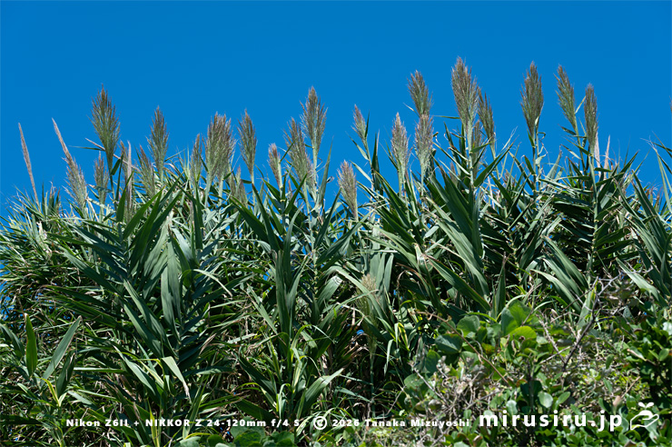 開花前のダンチク　横須賀市長坂・斉田浜　2025/09/26