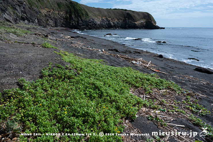 まだ開花中のネコノシタ　三浦市・城ヶ島・赤羽根海岸　2025/09/30