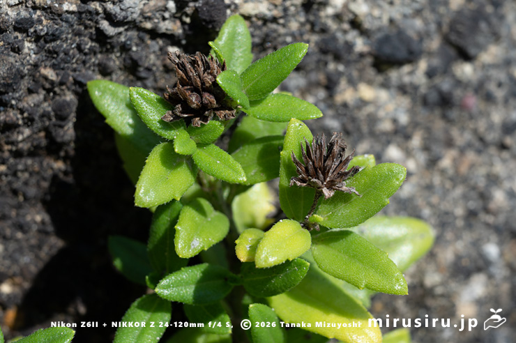 ネコノシタの熟した実　三浦市・城ヶ島・赤羽根海岸　2025/09/30