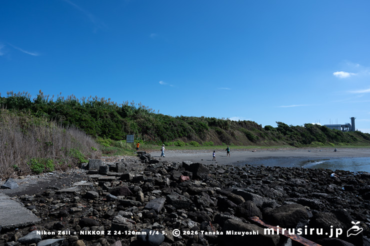 開花前のダンチク　横須賀市長坂・斉田浜　2025/10/05