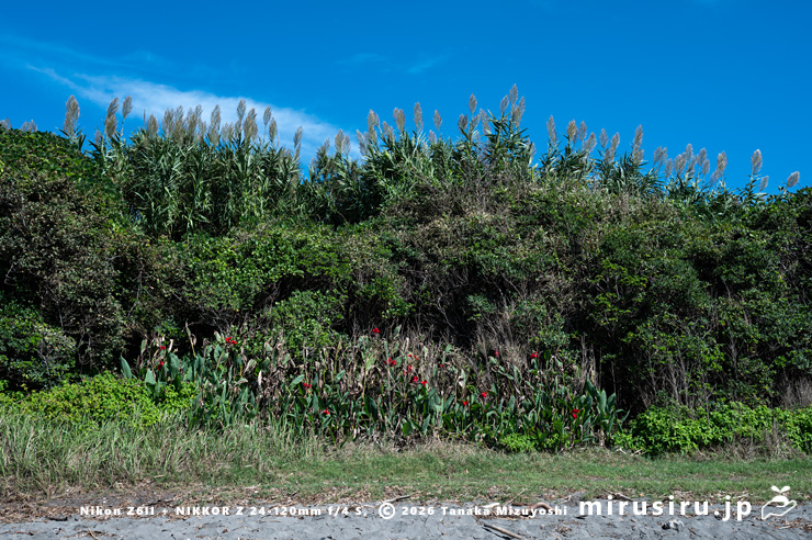 開花前のダンチク　横須賀市長坂・斉田浜　2025/10/05