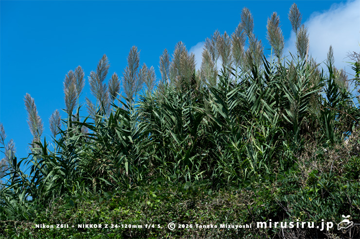 開花前のダンチク　横須賀市長坂・斉田浜　2025/10/05