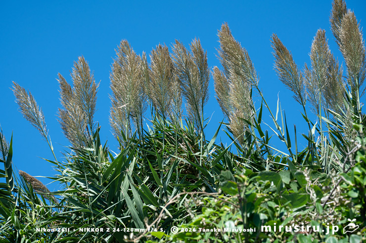 開花中のダンチク　横須賀市長坂・斉田浜　2025/10/17