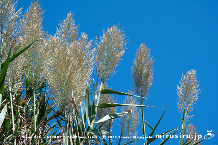 開花中のダンチク　横須賀市長坂・斉田浜　2025/10/17