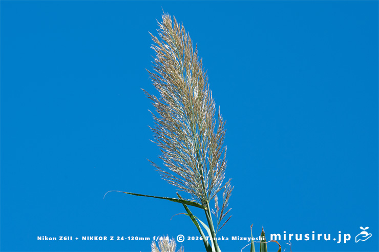 ダンチクの開花中の花穂　横須賀市長坂・斉田浜　2025/10/17