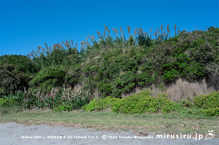 開花中のダンチク　横須賀市長坂・斉田浜　2025/10/17