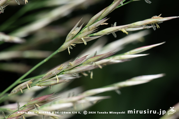 ダンチク（セイヨウダンチク）の花（雌花と雄花）　鎌倉市・大船フラワーセンター　2025/10/18