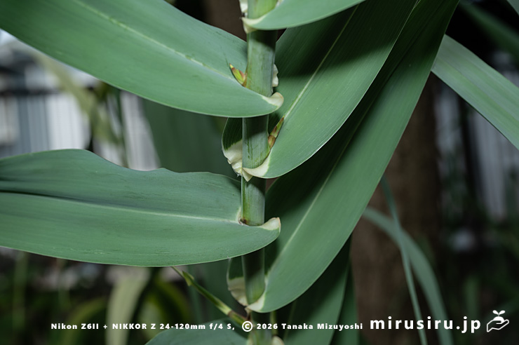 ダンチク（セイヨウダンチク）の耳が茎を抱く葉の基部　鎌倉市・大船フラワーセンター　2025/10/18