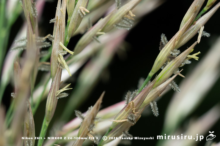 ダンチク（セイヨウダンチク）の花（雌花と雄花）　鎌倉市・大船フラワーセンター　2025/10/18