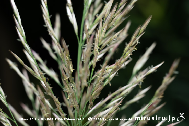 ダンチク（セイヨウダンチク）の花（雌花と雄花）　鎌倉市・大船フラワーセンター　2025/10/18