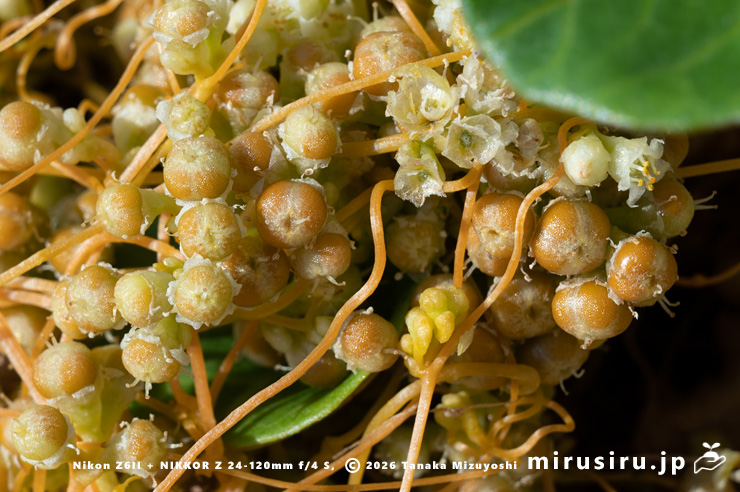 アメリカネナシカズラの未熟な実 鎌倉市稲村ガ崎 2025/11/07