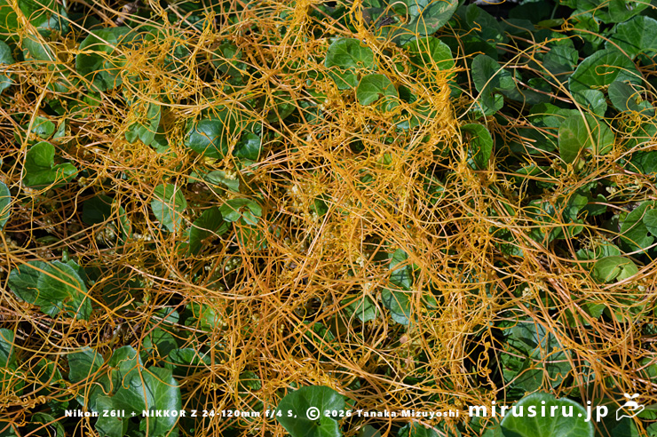 ハマヒルガオに寄生したアメリカネナシカズラ 鎌倉市稲村ガ崎 2025/11/07