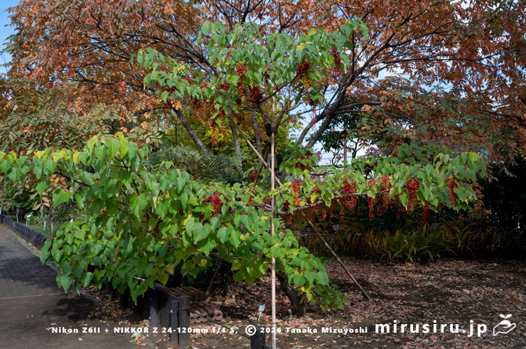 実が赤くなったイイギリ　東京都小平市・東京都薬用植物園　2025/11/12
