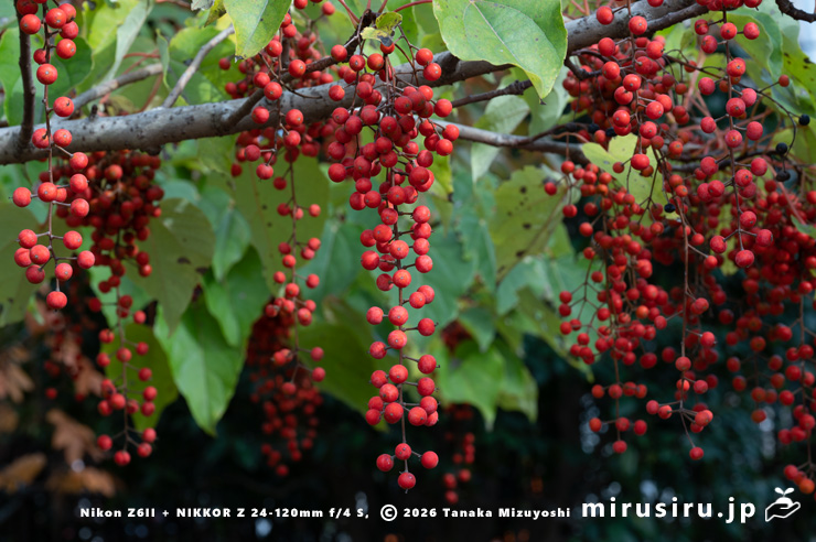 実が赤くなったイイギリ　東京都小平市・東京都薬用植物園　2025/11/12