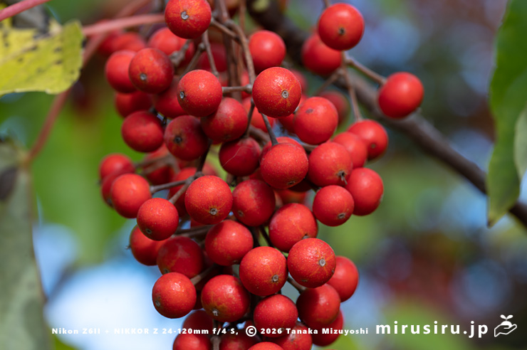 イイギリの実　東京都小平市・東京都薬用植物園　2025/11/12