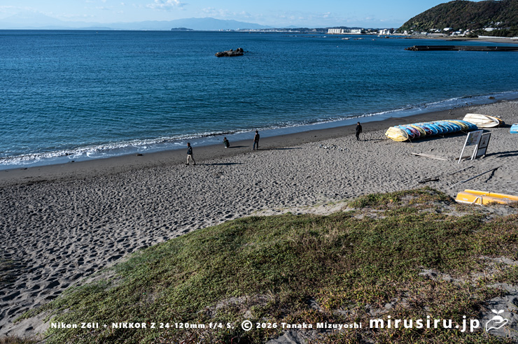 ネコノシタ　葉山町・長者ヶ崎海岸　2025/11/26