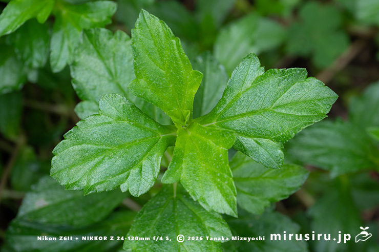 アメリカハマグルマの葉 鎌倉市・大船フラワーセンター 2025/12/16