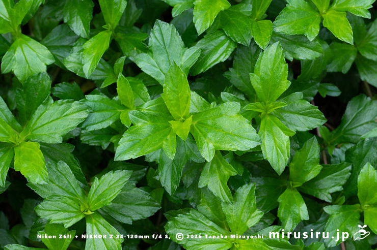 アメリカハマグルマの葉 鎌倉市・大船フラワーセンター 2025/12/16