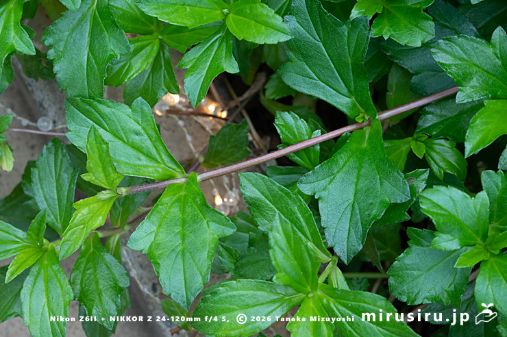 アメリカハマグルマの茎葉 鎌倉市・大船フラワーセンター 2025/12/16