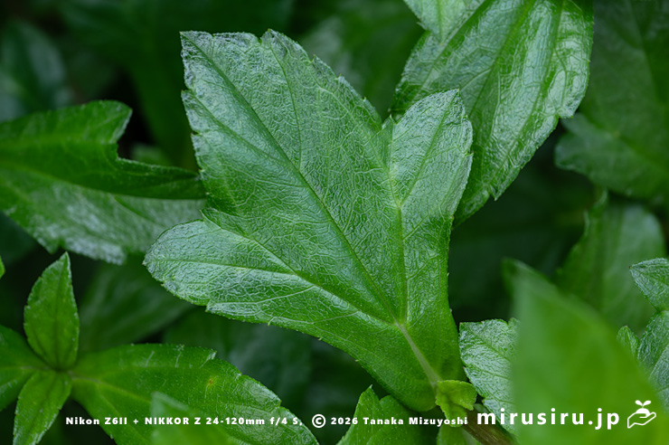 アメリカハマグルマの葉 鎌倉市・大船フラワーセンター 2025/12/16