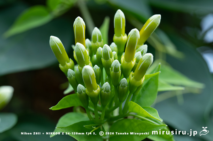 カエンカズラの蕾 鎌倉市・大船フラワーセンター 2025/12/16