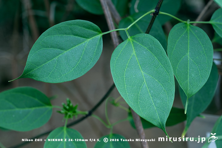 カエンカズラの葉 鎌倉市・大船フラワーセンター 2025/12/16