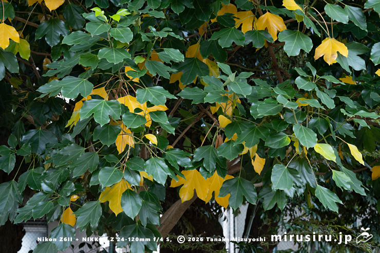 冬のカクレミノ　鎌倉市・大船フラワーセンター　2025/12/16