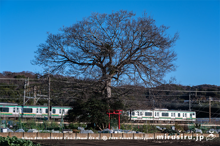 エノキに寄生したヤドリギ　大磯町西小磯　2025/12/28