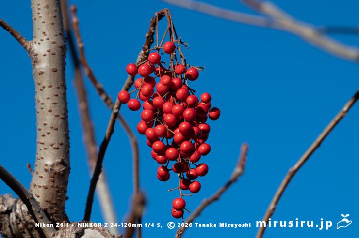 イイギリの実　大磯町西小磯　2025/12/28