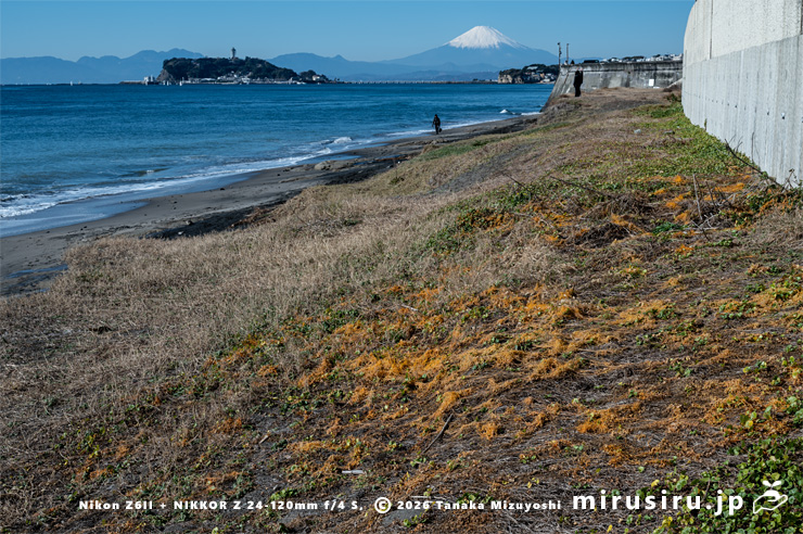 暖冬で枯れずに残っていたアメリカネナシカズラ 鎌倉市稲村ガ崎 2025/12/28
