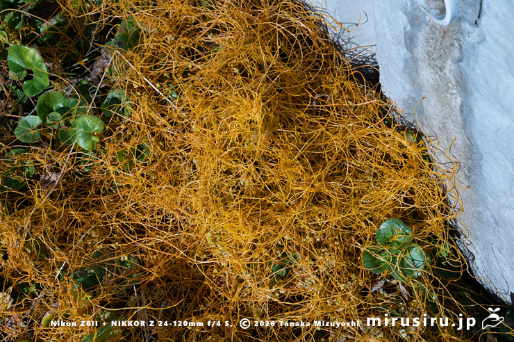 暖冬で枯れずに残っていたアメリカネナシカズラ 鎌倉市稲村ガ崎 2025/12/28