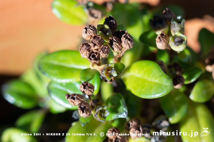 ソナレムグラの熟して口を開けた実　茅ヶ崎市浜之郷　2026/01/01