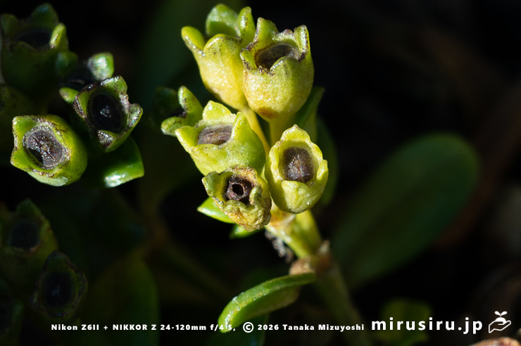 ソナレムグラの熟して口を開けた実　茅ヶ崎市浜之郷　2026/01/01
