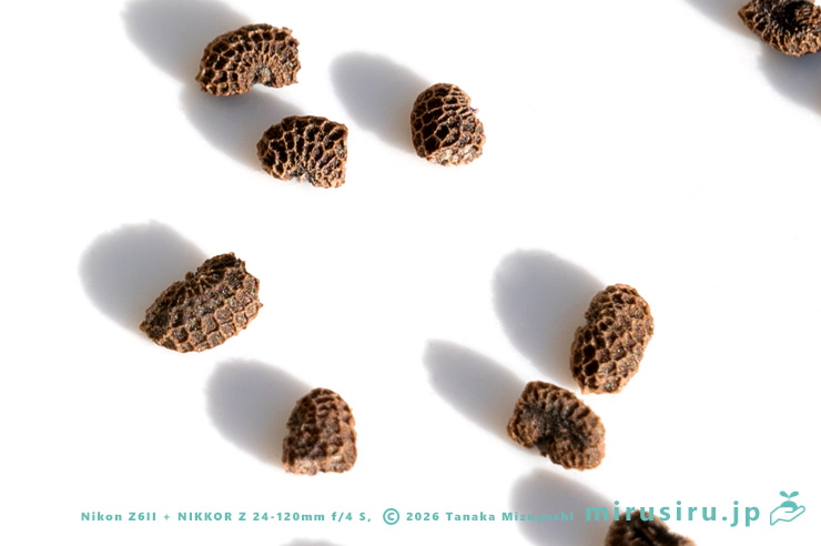 シマツユクサの種子　茅ヶ崎市浜之郷　2025/01/04