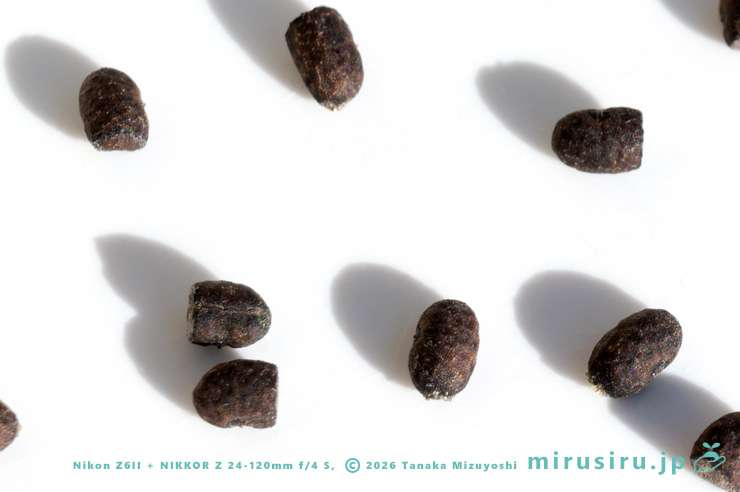 参考）カロライナツユクサの種子　茅ヶ崎市浜之郷　2025/01/04